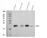 Anti-TAPA1/Cd81 Antibody Picoband® Boster Bio