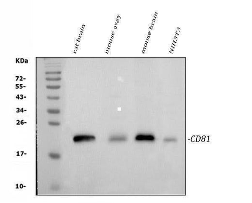 Anti-TAPA1/Cd81 Antibody Picoband® Boster Bio