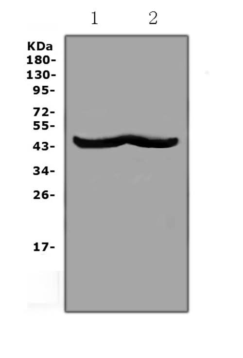 Anti-CHI3L1 Antibody Picoband® Boster Bio
