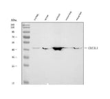 Anti-YKL-40/CHI3L1 Antibody Picoband® Boster Bio