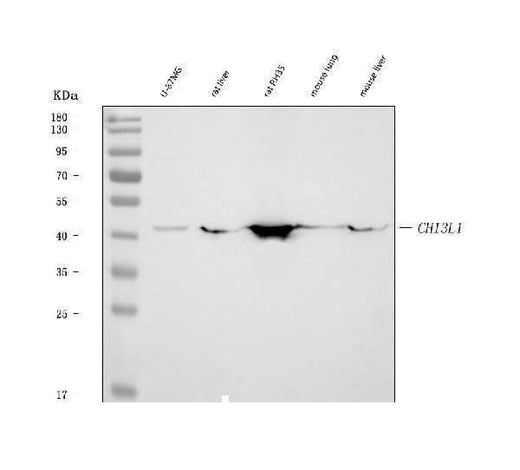 Anti-YKL-40/CHI3L1 Antibody Picoband® Boster Bio