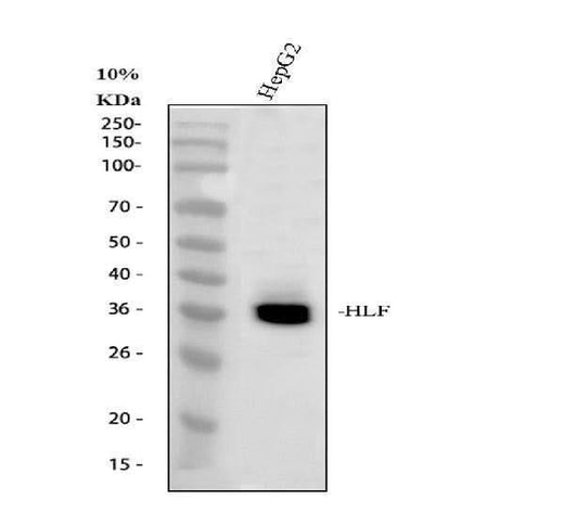 Anti-HLF Antibody Picoband® Boster Bio