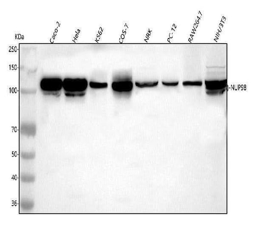 Anti-NUP98 Antibody Picoband® Boster Bio