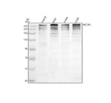 Anti-NCOR1 Antibody Picoband® Boster Bio