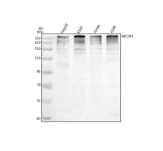 Anti-NCOR1 Antibody Picoband® Boster Bio