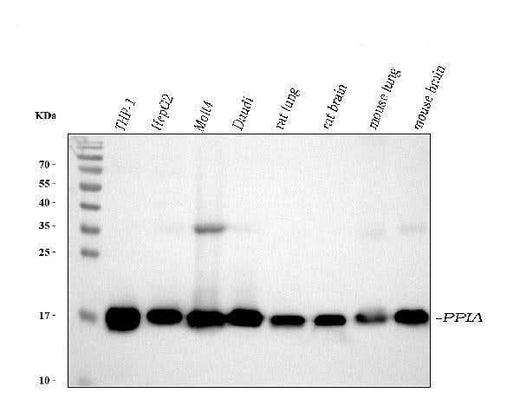 Anti-Cyclophilin A/PPIA Antibody Picoband® Boster Bio