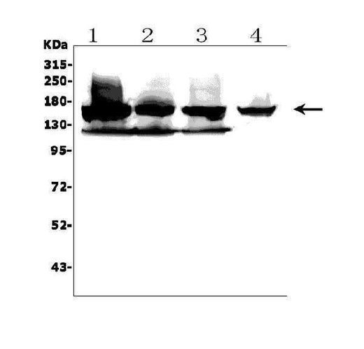Anti-KDM6B/JMJD3 Picoband® Antibody Boster Bio