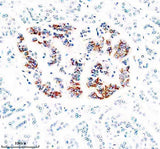 Anti-ZNT8/SLC30A Antibody Boster Bio