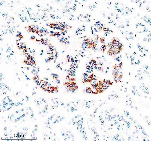 Anti-ZNT8/SLC30A Antibody Boster Bio