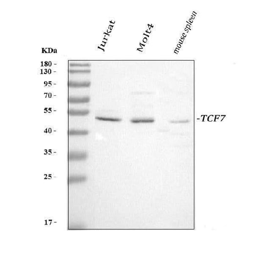 Anti-TCF7 Antibody Picoband® Boster Bio