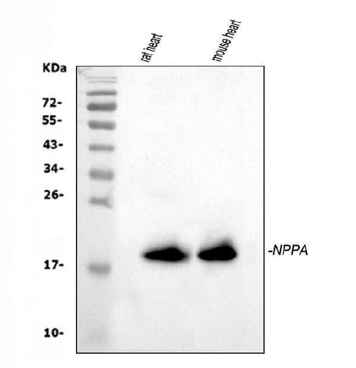 Anti-ANP/Nppa Antibody Picoband® Boster Bio