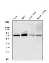 Anti-WEE1 Antibody Picoband® Boster Bio