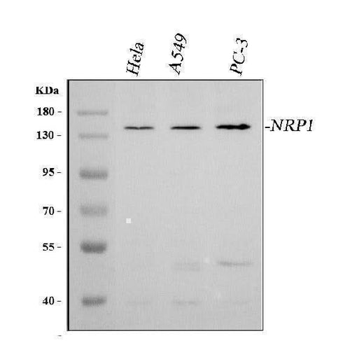 Anti-Neuropilin 1/NRP1 Antibody Picoband® Boster Bio