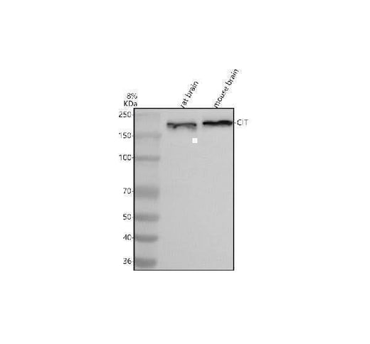 Anti-CIT Antibody Picoband® Boster Bio