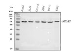 Anti-NR5A2 Antibody Picoband® Boster Bio