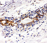Anti-c-Kit/Kit Antibody Picoband® Boster Bio