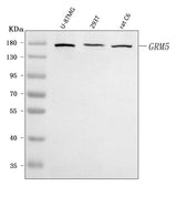 Anti-Metabotropic Glutamate Receptor 5/GRM5 Antibody Picoband® Boster Bio