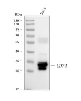 Anti-CD74 Antibody Picoband® Boster Bio