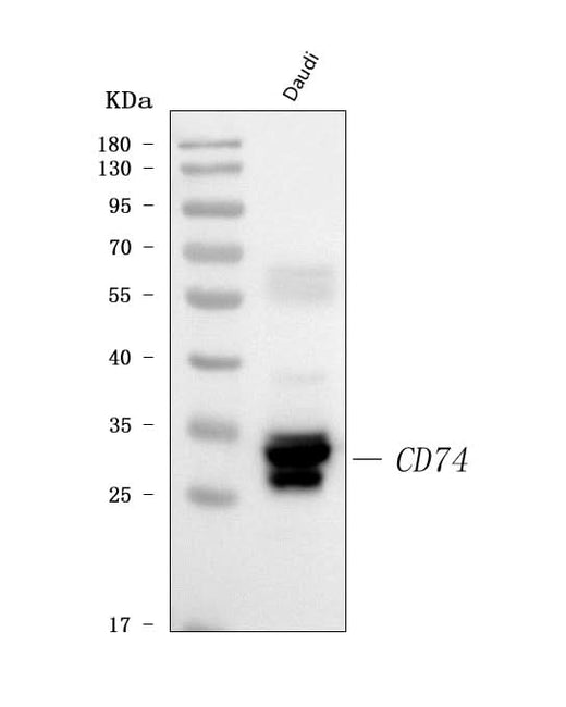 Anti-CD74 Antibody Picoband® Boster Bio