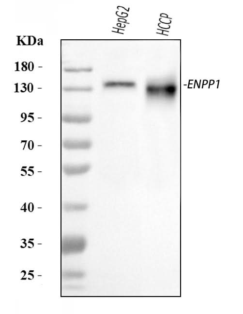 Anti-ENPP1/PC1 Antibody Picoband® Boster Bio