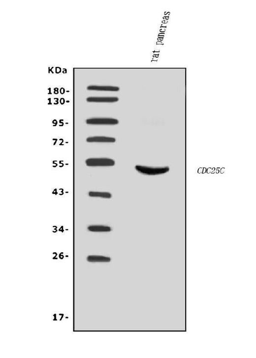Anti-Cdc25c Antibody Picoband® Boster Bio