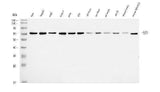 Anti-EED Antibody Picoband® Boster Bio