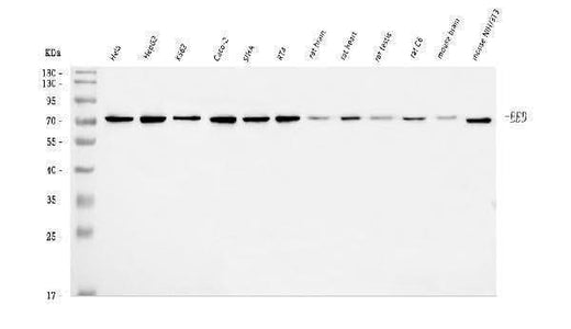 Anti-EED Antibody Picoband® Boster Bio