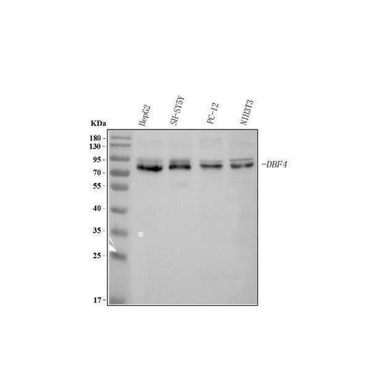 Anti-DBF4 Antibody Picoband® Boster Bio