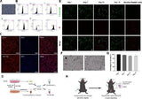 Anti-Cytokeratin 18/KRT18 Antibody Picoband® Boster Bio