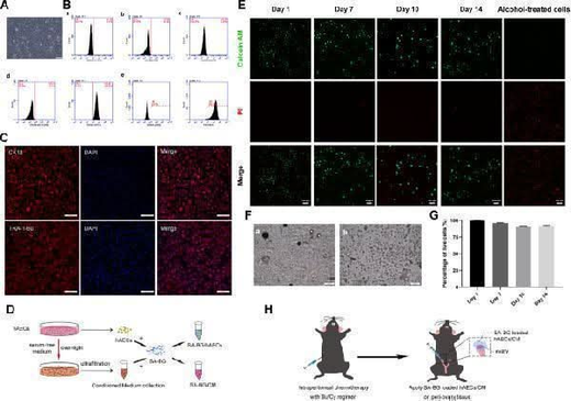 Anti-Cytokeratin 18/KRT18 Antibody Picoband® Boster Bio