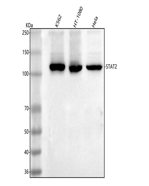 Anti-STAT2 Antibody Picoband® Boster Bio