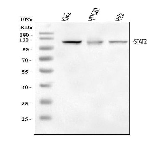 Anti-STAT2 Antibody Picoband® Boster Bio