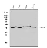 Anti-TRAF1 Antibody Picoband® Boster Bio