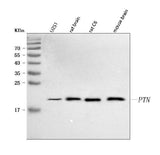 Anti-PTN Antibody Picoband® Boster Bio