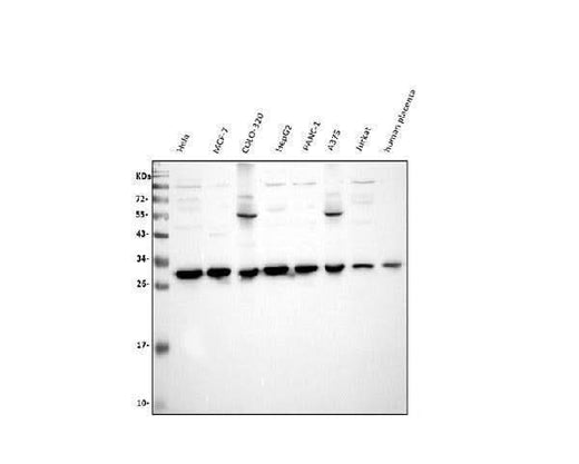 Anti-VAPB Antibody Picoband® Boster Bio