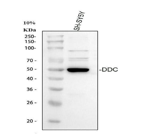 Anti-DOPA decarboxylase/DDC Antibody Picoband® Boster Bio