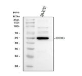 Anti-DOPA decarboxylase/DDC Antibody Picoband® Boster Bio