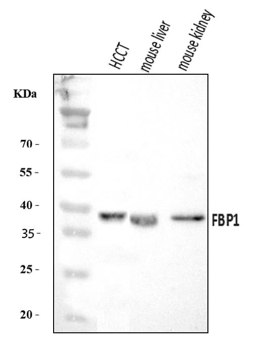Anti-FBP1 Antibody Picoband® Boster Bio