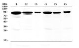 Anti-Periostin/Postn Antibody Picoband® Boster Bio