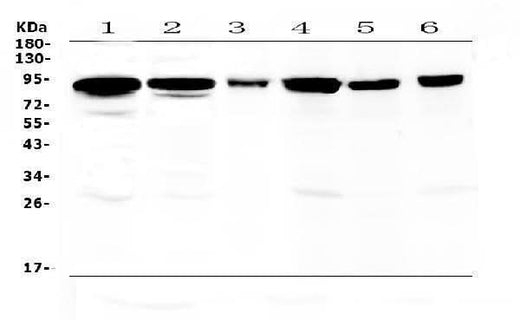Anti-Periostin/Postn Antibody Picoband® Boster Bio