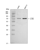 Anti-ITK Antibody Picoband® Boster Bio