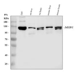 Anti-Mib1/Mindbomb Antibody Picoband® Boster Bio