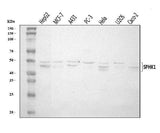 Anti-SPHK1 Antibody Picoband® Boster Bio