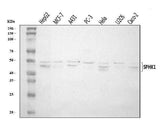 Anti-SPHK1 Antibody Picoband® Boster Bio
