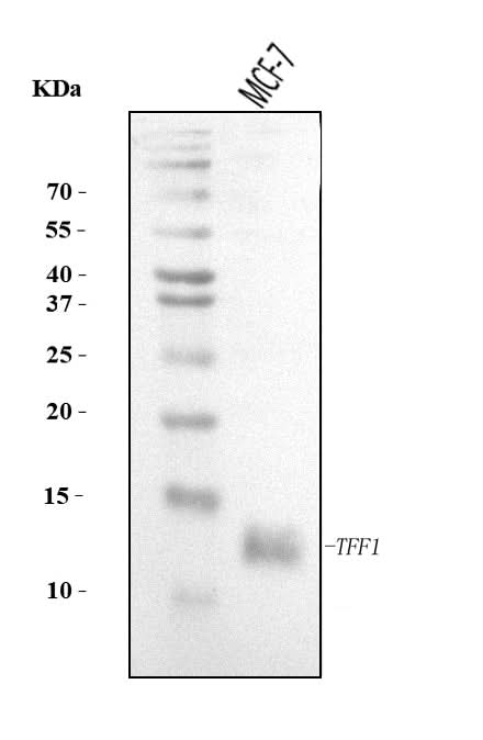 Anti-TFF1 Antibody Picoband® Boster Bio