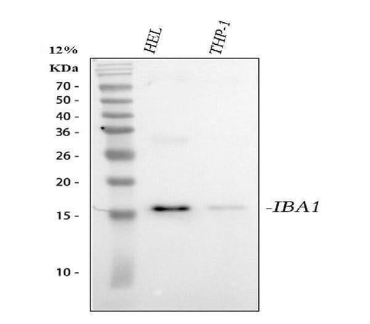 Anti-Iba1/AIF1 Antibody Picoband® Boster Bio