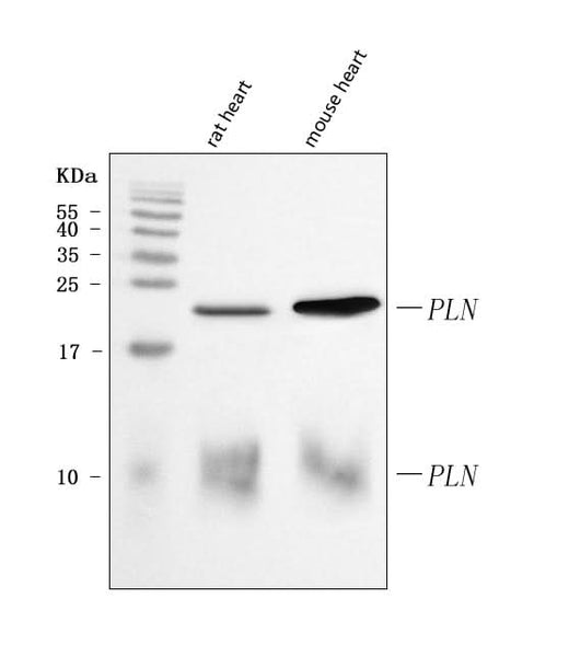 Anti-PLN Antibody Picoband® Boster Bio