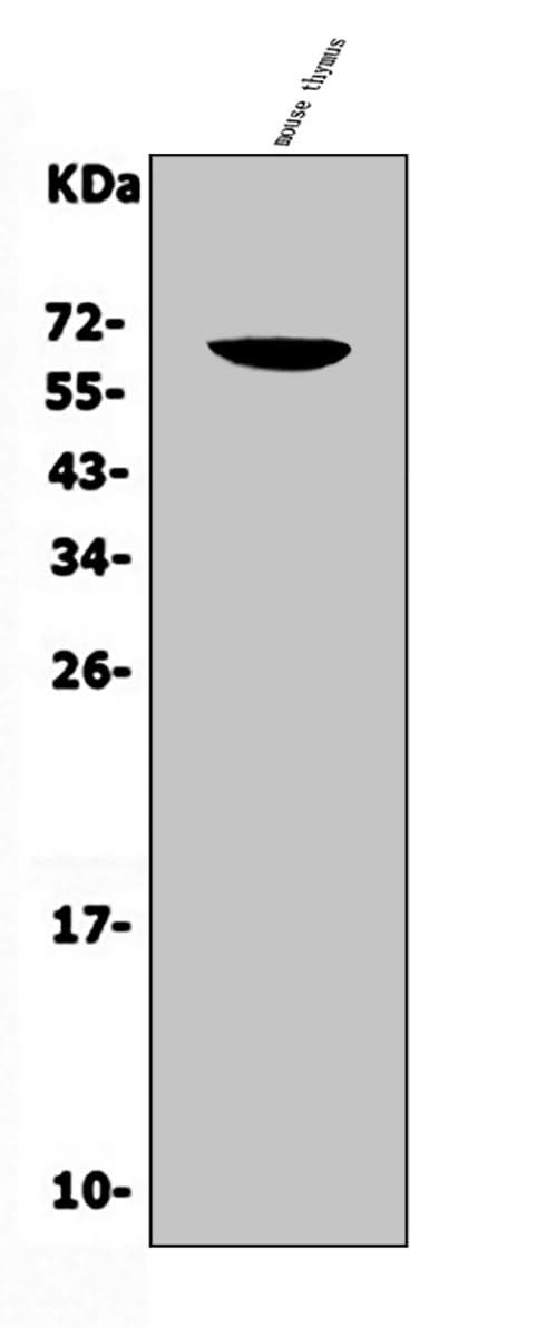 Anti-CD16/Fcgr3 Antibody Picoband® Boster Bio