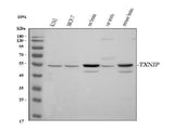 Anti-TXNIP Antibody Picoband® Boster Bio