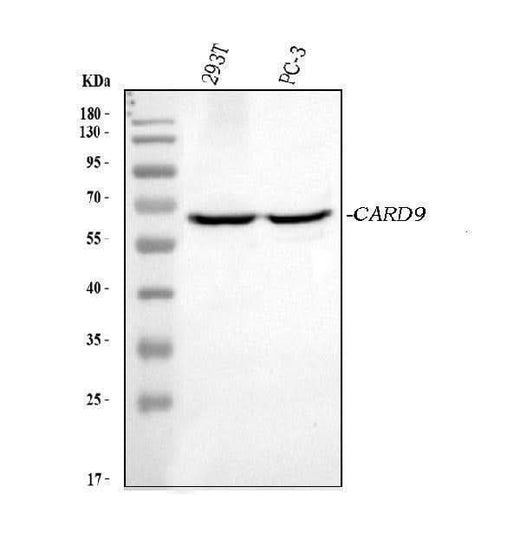 Anti-CARD9 Picoband® Antibody Boster Bio